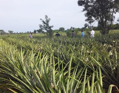 Unas 1.000 ha de cultivos de piña existen  en etapa de maduración.