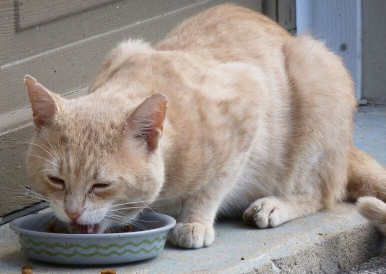 Es importante que nuestro gato consuma un balanceado de buena calidad durante toda su vida y debemos estar siempre muy atentos a evitar la ingesta de alimentos prohibidos, si esto ocurre debemos llevarlos a la urgencia veterinaria más cercana.