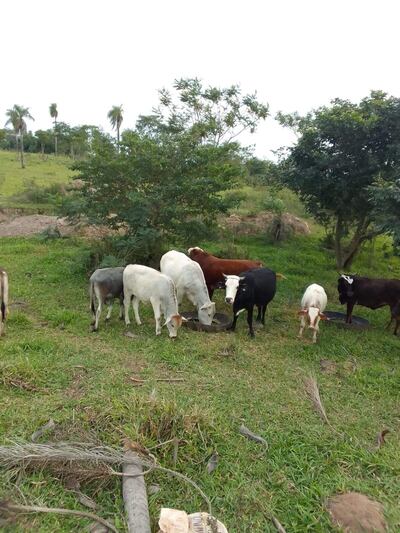 Denuncian que existe benevolencia judicial con supuestos abigeos en Ybycuí.