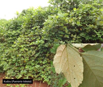 El kudzu es una leguminosa trepadora que queda en las reservas de montes y es muy eficiente para producir las esporas de la roya que se trasladan a la soja. Esto, los productores deben tener en cuenta.