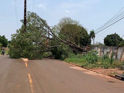 Muchos árboles cayeron sobre postes, lo que ocasionó cortes de energía eléctrica.
