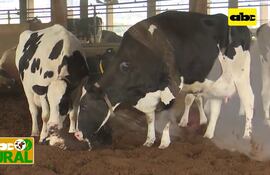 Abc Rural: Nacimiento de ternera de leche y uso de semen sexado