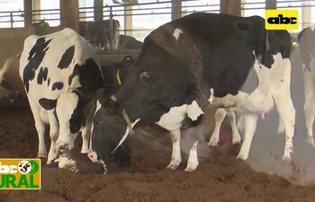 Abc Rural: Nacimiento de ternera de leche y uso de semen sexado