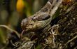 La jarara es una serpientes de las más venenosas en Paraguay.