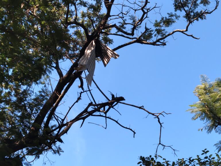 Una afilada chapa de zinc cuelga en lo más alto de una rama de un árbol.
