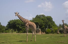 Jirafas gemelas masái nacieron en un parque del sur de la capital Nairobi después de 15 meses de gestación, un acontecimiento raro del que se felicitó el martes el ministro de la Fauna, Najib Balala.