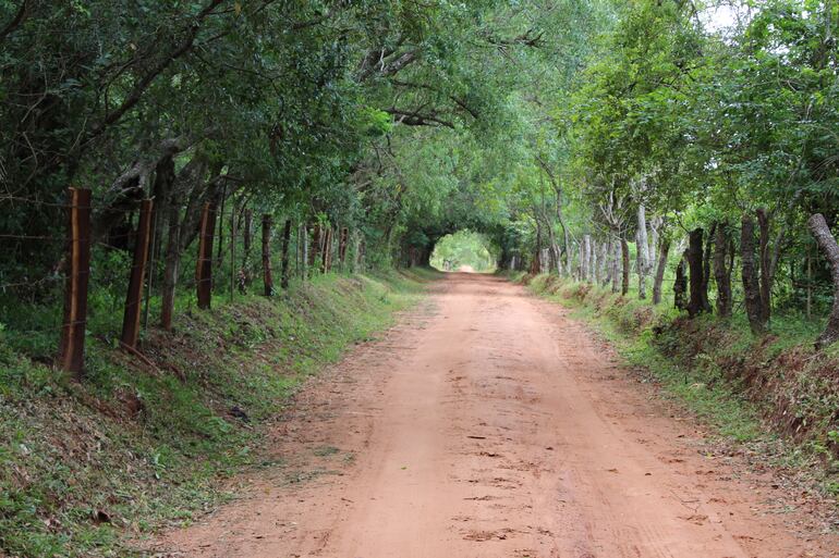 Túnel verde de San Patricio.