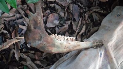 La quijada de la vaca que habría sido usada como arma para el crimen.
