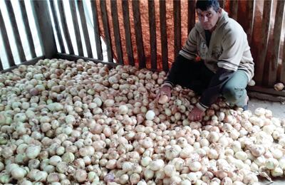 El productor Nicolás López asegura que no puede comercializar su cebolla de excelente calidad.