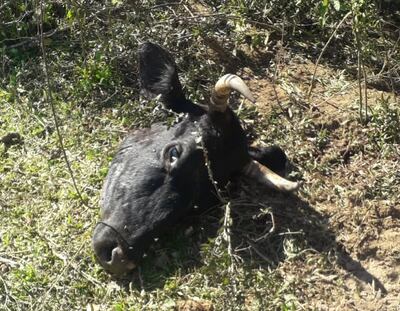 Rastro dejado por los abigeos después de faenar una vaca de raza jersey.