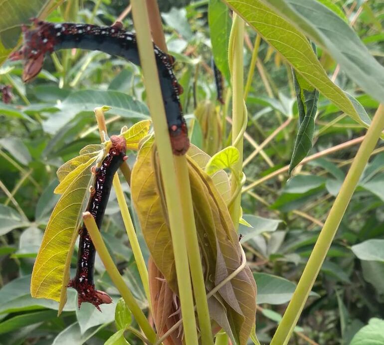 Los cultivos de mandioca son atacados por los gusanos.