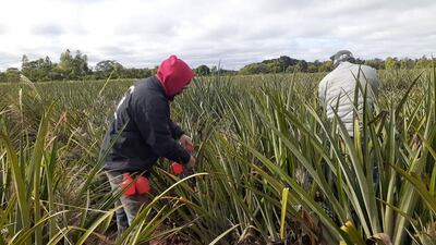 Esta parcela de piña de la calle San Francisco de Guayaibi se encuentra en etapa de frutificación.