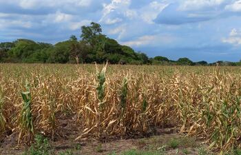 Las pérdidas de los cultivos de consumo y de renta a consecuencia de la sequía, agudiza la crisis en el campo.