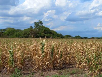 Las pérdidas de los cultivos de consumo y de renta a consecuencia de la sequía, agudiza la crisis en el campo.