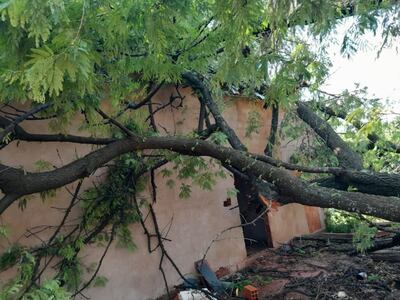 Un árbol cayó sobre una vivienda en la ciudad de San Alfredo.