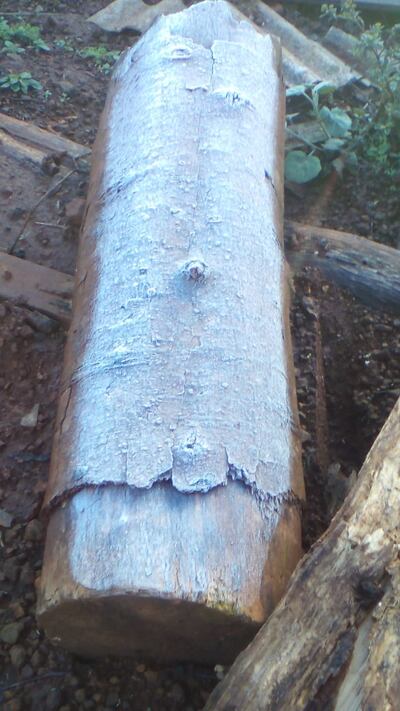 Por segundo día consecutivo se observan haladas en el distrito de Nueva Alborada.