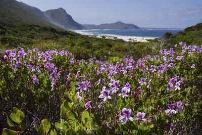 Flores silvestres de Fynbos crecen en la península del Cabo de Ciudad del Cabo, Sudáfrica durante unas semanas en la primavera del Hemisferio Sur, a finales del invierno, el La costa del Cabo Oeste, generalmente seca y árida.