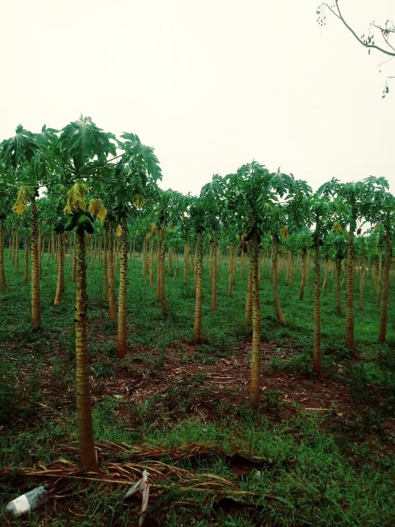 Los rubros agrícolas fueron favorecidas con las lluvias.