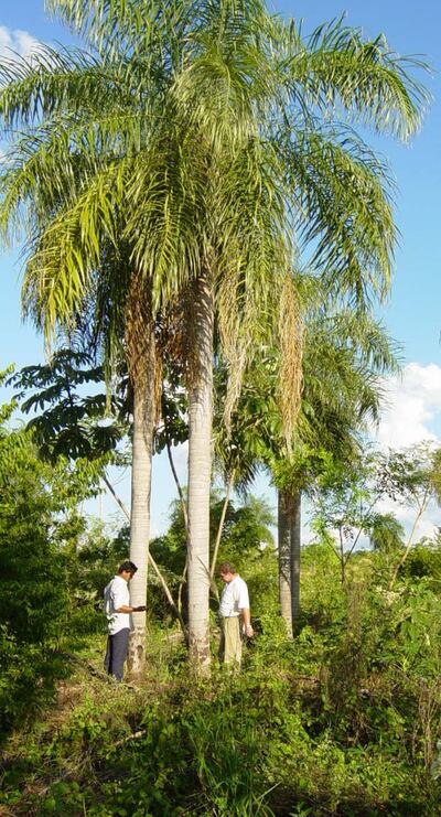 En estos momentos de crisis sanitaria y económica muchas familias en el campo se mantienen gracias  al fruto del mbokaja, entre otros.