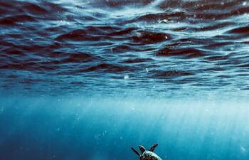 La Conferencia de las Naciones Unidas sobre los océanos, celebrada recientemente en Lisboa (Portugal), trató de repensar los modelos de desarrollo actuales en un escenario donde los recursos marinos están degradados.