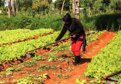 La creación de huertas urbanas tiene resultados positivos.