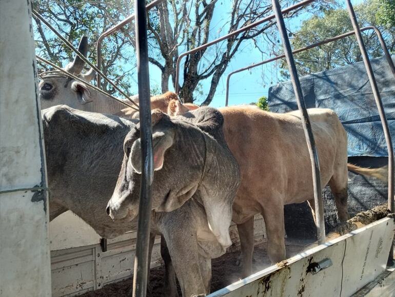 Los tres vacunos que estaban siendo transportados sin documentación alguna y quedaron depositados en la comisaría de Caapucú