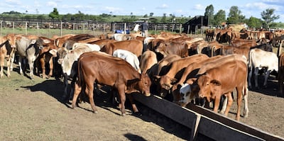 Los terneros que son destetados o separados de la madre, deben recibir un trato diferenciado.