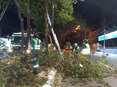 Las leucaenas, eucalipto y troncos secos son reemplazados.