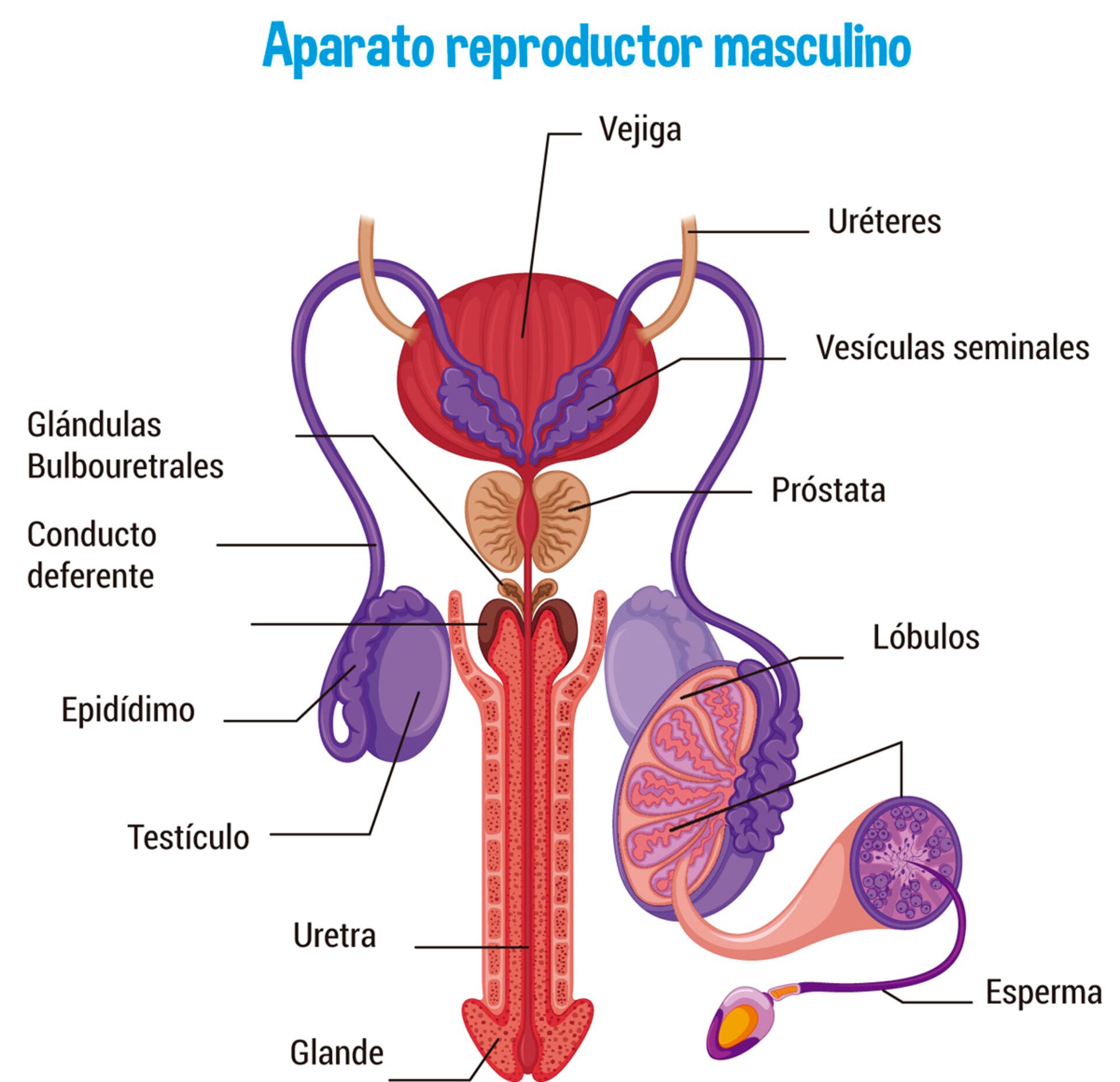 diagrama del sistema reproductivo vista frontal de la anatomía masculina