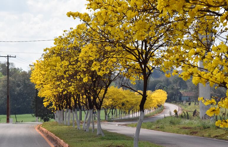 En varios tramos, a lo largo de los 27 kilómetros de ruta que une los distritos de Natalio y Tomás Romero Pereira, en el noreste de Itapúa, se puede disfrutar de esta belleza paisajística única.