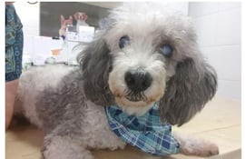 Se perdió en Villa Morra.