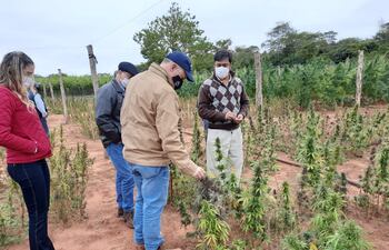 Senadores verificaron plantaciones de cáñamo industrial.