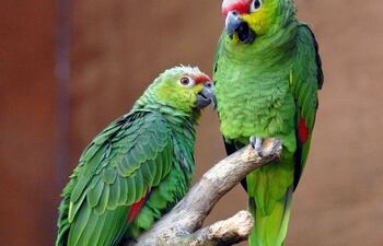 Imagen ilustrativa. Se registraron cuatro internaciones en Santa Fe, Argentina, por casos de "gripe del loro".