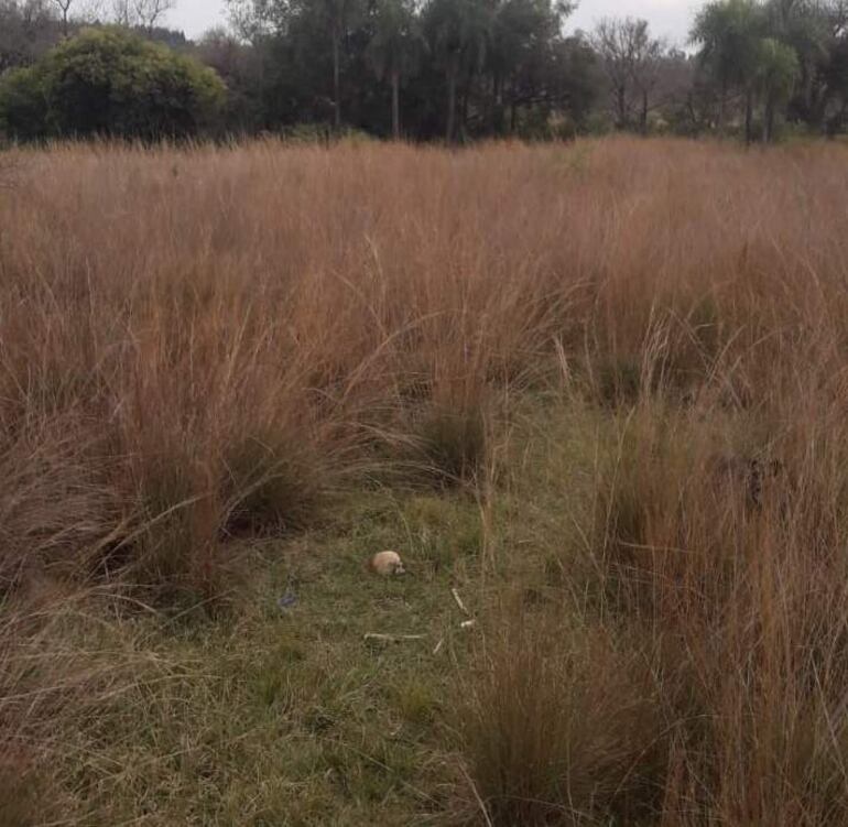 27-07-2021 Mail Emilce Ramirez
- Personas/Entrevistado:Fiscal Darío Villagra
- Lugar/localidad: Carapeguá
- Fecha:26 de Julio
2. SOURCE: Autor / Fuente: Abc Color
3. CATEGORY: Sección / Área: Interior