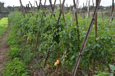 La última lluvia registrada en Misiones permitirá la recuperación de las hortalizas y de los rubros agrícolas.