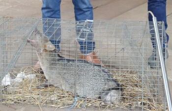Técnicos del Mades rescataron en la ciudad de Luque a un aguara'i.