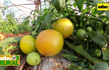 Abc Rural: Tutorado de tomate variedad indeterminada
