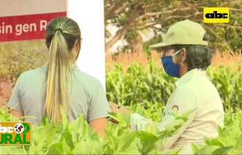 Testimonios de resultados del uso de variedades de Sojapar