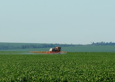 El productor debe hacer sus aplicaciones preventivas, tanto contra roya como contra manchas.