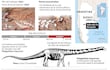 DINOSAURIO HALLADO EN ARGENTINA PODRÍA SER EL MÁS GRANDE DEL MUNDO