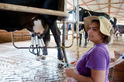 Dahiana Godoy Rojas, de San Estanislao, lleva tres años trabajando en la colonia Paratodo, en un tambo. La producción láctea es una oportunidad laboral para un número creciente de personas.