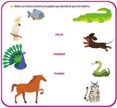 ¿De qué están cubiertos los animales?