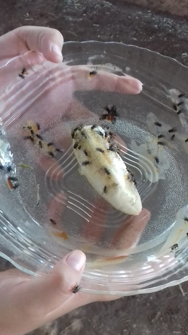 La invasiòn de mosacas es una constante en la zona.