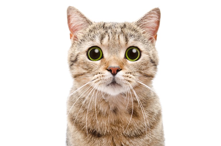 El cuerpo de un gato está compuesto por 230 huesos que le otorgan flexibilidad.
