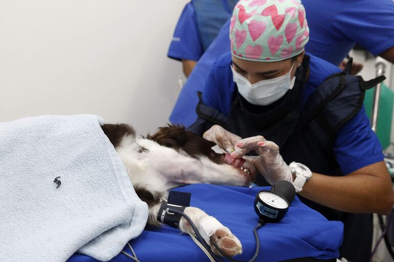 Profesionales de salud humana y medicina veterinaria realizan una valvuloplastia pulmonar a "Moka", hoy, en Medellín (Colombia).