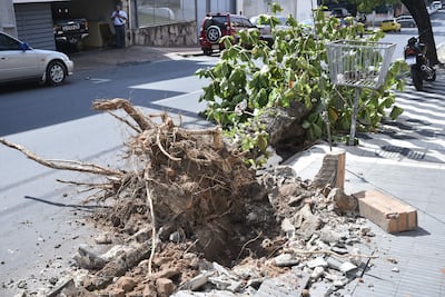 Árbol caído en Manuel Domínguez y Ayolas.