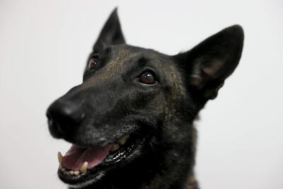 Cobra, una Malinois belga, espera órdenes de Denise Webb antes de oler mascarillas en busca de COVID-19 en el aeropuerto internacional de Miami.
