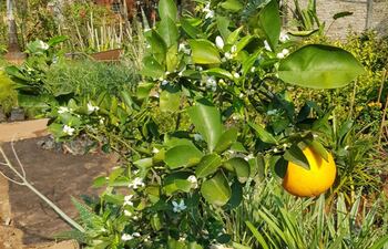 Cítricos como naranja, pomelo y otros se plantarán para conmemorar el Día de la No violencia.