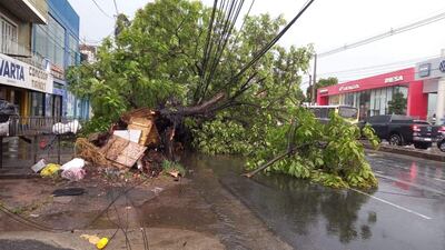 Árbol caído por la tormenta en la avenida Eusebio Ayala 30 de enero pasado.