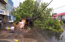 Árbol caído por la tormenta en la avenida Eusebio Ayala 30 de enero pasado.